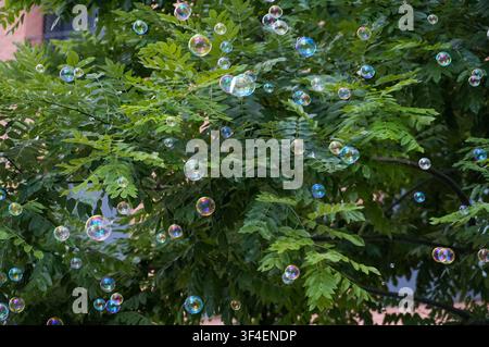 Soap bubbles on a green tree in the park close-up Stock Photo