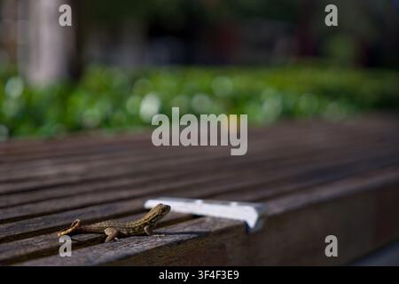 Small Lizard Resting On Wooden Bench In Garden Setting Stock Photo