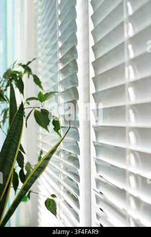 White horizontal plastic blinds on the windows. Green indoor plants near the window in a bright office interior. Side view. Stock Photo