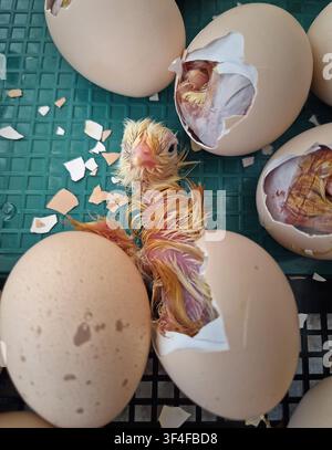 Close-up miracle of life as tiny chicks begin to hatch from their eggs in an incubator. Inside the cracked shells, wet downy feathers and small beaks Stock Photo