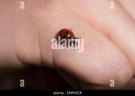 Ladybug walking on human hand representing nature interaction with people Stock Photo