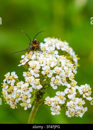 Macro close-up of two red longhorn beetles mating on blooming white yarrow flower in summer meadow with soft green bokeh Stock Photo