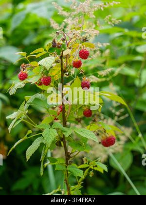 Ripe Wild Raspberries Growing on Forest Bush in Natural Woodland Habitat During Summer in Latvia View Stock Photo