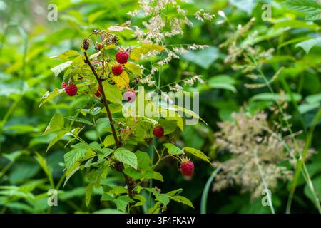 Ripe Wild Raspberries Growing in Forest Undergrowth Among Green Foliage in Latvia Summer Nature Scene Stock Photo