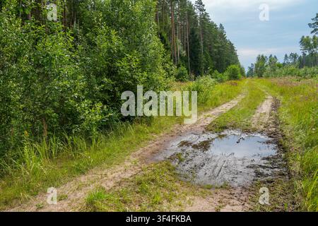 Forest Dirt Road with Muddy Puddle Through Green Woodland Landscape in Latvia During Summer Season View Stock Photo