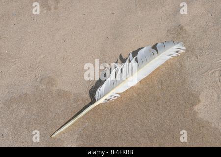 White Seagull Feather on Sandy Baltic Sea Beach in Natural Coastal Landscape Close Up View Stock Photo