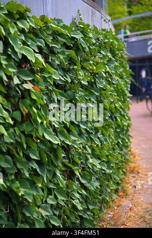 Ivy-covered wall overgrown, in outdoor urban environment, with wall, pathway, bicycle, from a sideways perspective, with green, brown accents, and ser Stock Photo