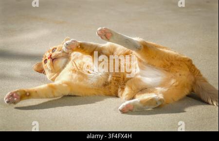 Orange tabby cat stretching in warm sunlight, showing a relaxed domestic pet lying on its back indoors. Stock Photo