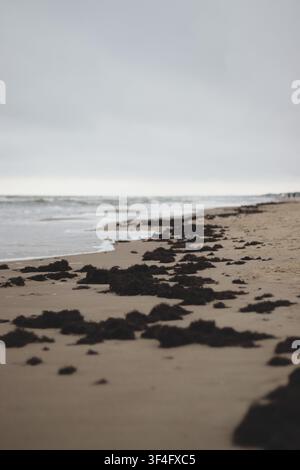 Seaweed on Baltic Sea beach Stock Photo