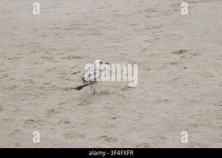 Single seagull standing on light sand at the beach Stock Photo