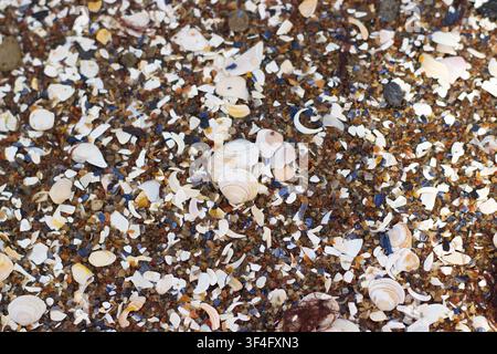 Broken seashells and small pebbles on beach Stock Photo