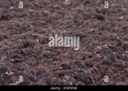 Dark seaweed on beach close up Stock Photo