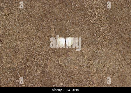 Two seashells on sandy beach Stock Photo