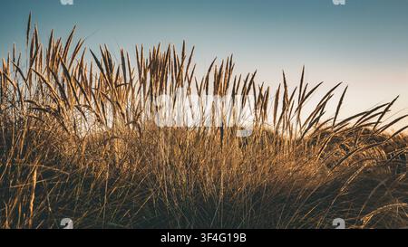 Golden Beach Dune Grass Glowing in Evening Light Along the Oregon Coast. Stock Photo