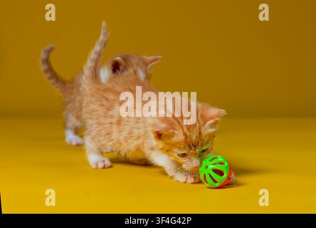 2 male ginger and white tabby kittens Stock Photo