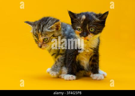 Cute tortoiseshell and grey tabby kittens with bright eyes against a yellow backdrop Stock Photo