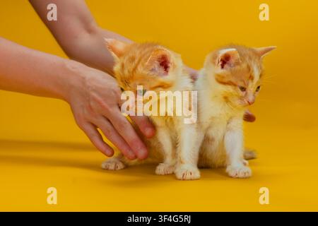 2 male ginger and white tabby kittens Stock Photo