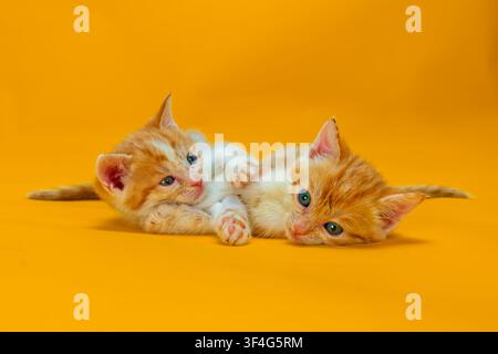 2 male ginger and white tabby kittens Stock Photo