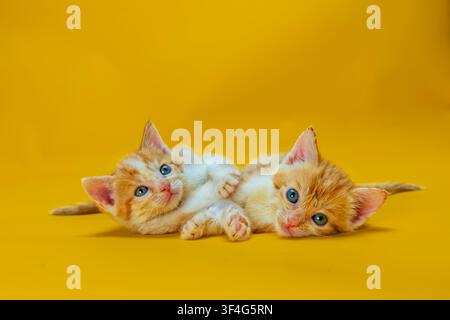 2 male ginger and white tabby kittens Stock Photo