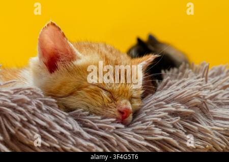 Cute sleeping ginger tabby kitten on a fluffy blanket Stock Photo