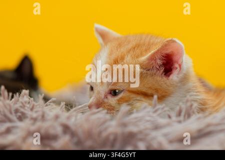 Ginger and white tabby kitten resting on a fluffy blanket Stock Photo