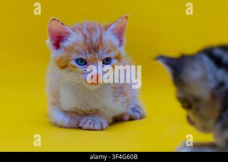 Adorable ginger tabby kitten with prominent blue eyes and white fur on its chest lying down against a yellow background Stock Photo