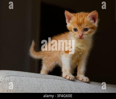 Adventurous ginger and white tabby kitten standing on a couch, with distinct orange stripes and blue eyes Stock Photo