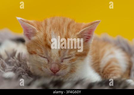 Small ginger and white tabby kitten sleeping peacefully on a soft, grey, furry blanket. Stock Photo