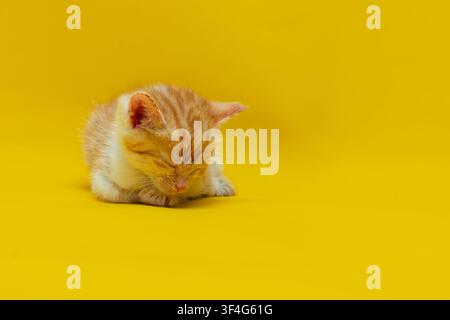 sleeping ginger tabby kitten, curled up with white patches on its chest and paws Stock Photo