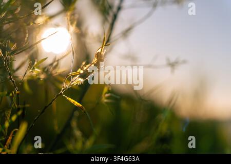 Black-and-white hairy caterpillar on a grass stem with bright sunlight shining through meadow vegetation. Stock Photo