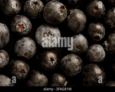 Extreme close-up of ripe blueberries against a black background. Stock Photo