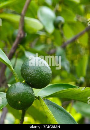 Two unripe green citrus fruits hanging on a branch in a garden Stock Photo