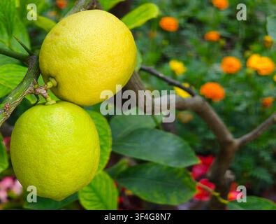 Two fresh lemons hanging on a tree branch in a blooming garden Stock Photo
