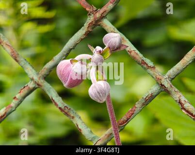 Pink anemone flower buds growing through an old wire fence Stock Photo