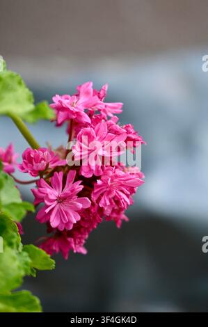 Full-bloom cluster of double pink roses with bright orange stamens ...
