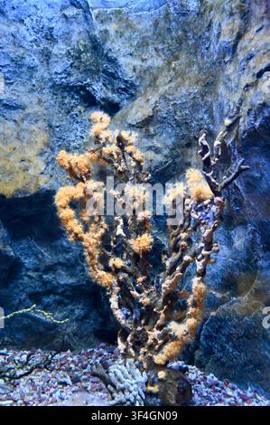 Vertical shot of yellow and orange soft coral polyps blossoming on a dark branchy structure underwater, with a rugged blue stone wall in the background and a pebbled aquarium floor. Stock Photo