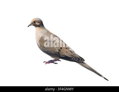 Side profile view of mourning dove bird with brown and grey feather standing and looking left isolated on white background Stock Photo
