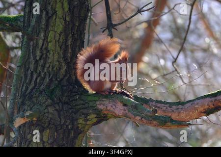Red squirrel (Sciurus vulgaris) feeding on seeds from a conifer cone while sitting on a branch, backlit by early spring sunlight in Poznan, Poland. Stock Photo
