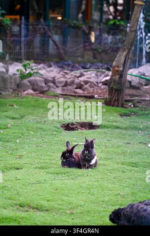 A charming wide view of two dark-furred rabbits resting side by side on a lush green lawn. In the background, there is a natural park enclosure setting featuring trees, rocks, and a fenced area. The bright green grass and adorable bunny pair create a peaceful and delightful outdoor scene. Stock Photo