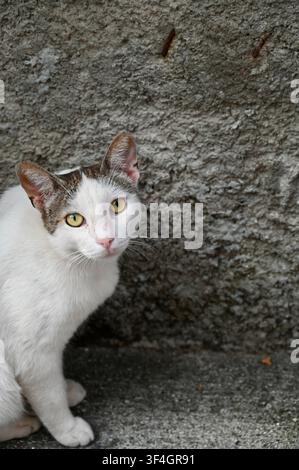 A portrait shot of a white stray cat with tabby markings on its head, sitting outdoors and looking directly into the camera with expressive yellow eyes. The background consists of a textured gray concrete wall, giving the scene a rustic, urban atmosphere. Stock Photo