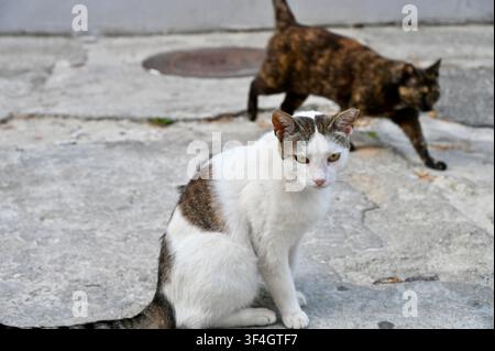A candid outdoor shot of two street cats on a concrete pavement. In the foreground, a white cat with brown tabby patches sits calmly while looking towards the camera. In the background, a tortoiseshell cat walks across the stone surface, creating a lively street scene. Stock Photo