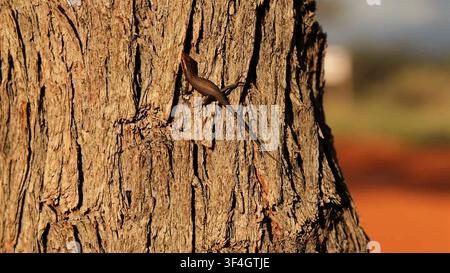 A small brown lizard rests on the thick textured bark of a tree trunk illuminated by warm sunlight. Stock Photo