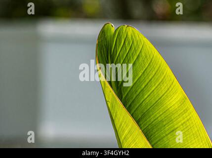 This is a closeup of a banana leaf, Stock Photo