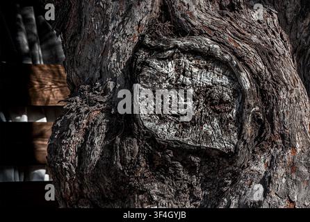 A large burl, which is a round, semi-circular swelling found on the trunk or branches of a tree Stock Photo