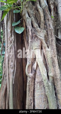 Description should be in general, without details, no more than one sentence. The image captures a close view of a banyan tree trunk with a leafy vine Stock Photo