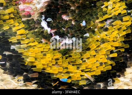 Butterfly wing scales, light micrograph. The scales reflect light, creating visual effects, and contribute to the thermal regulation of the insect. Magnification: x200 when printed at 10 cm. Stock Photo