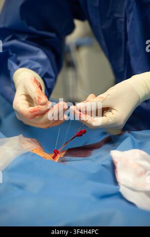 Medical staff in the intensive care unit (ICU) taking care of patients affected by Covid19. Photographed in La Roche-sur-Yon, France, on April 6, 2020. Stock Photo