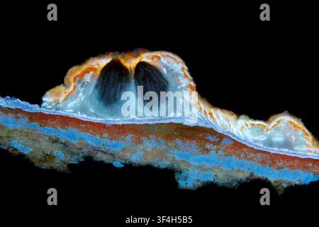 UV autofluorescence light micrograph showing a cross-section through an apothecium of Pertusaria leioplaca, a crustose lichen, growing on bark in Koka Stock Photo