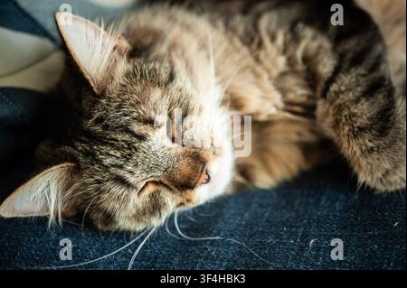 Close-up of a brown tabby cat curled up asleep on a dark blue blanket, showing a peaceful indoor pet at rest in warm natural light Stock Photo