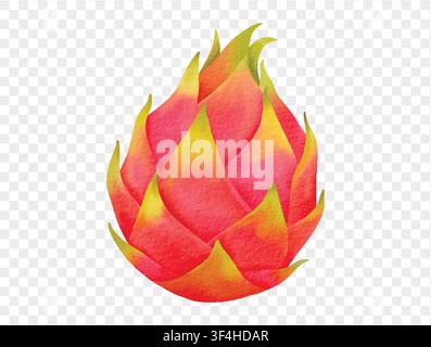 Watercolor pink dragon fruit, tropical exotic fruit element vector. Stock Vector